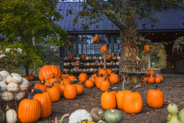 Hey Rhody Fall Header Image - Clark Farms