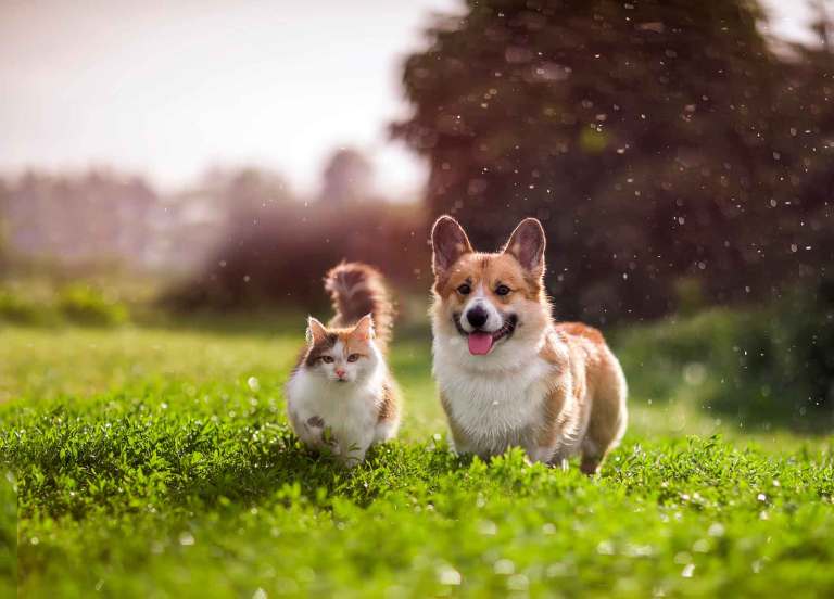 A corgi and a cat running through a field